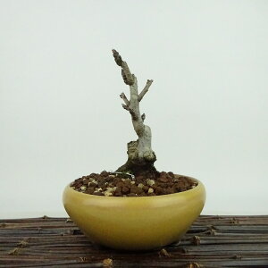 ~ Pь  13cm Ђ߂ Malus prunifolia qS o S t Ϗܗp i i