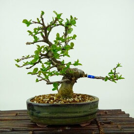 盆栽 花梨 樹高 約18cm かりん Pseudocydonia sinensis カリン バラ科 落葉樹 観賞用 小品 現品