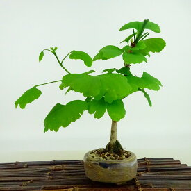 盆栽 銀杏 樹高 約19cm いちょう Ginkgo biloba イチョウ 紅葉 イチョウ科 落葉樹 観賞用 小品 現品