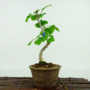 ~   17cm 傤 Ginkgo biloba C`E gt C`E t Ϗܗp i i 