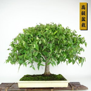 ~ O  45cm ₫ Zelkova serrata PL gt j PL t Ϗܗp i