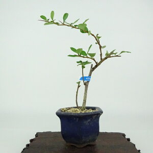 ~ ~ ~  13cm 傤΂ Chaenomeles japonica 'Chojubai' `EWoC  o {P t Ϗܗp i i
