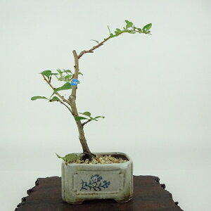 ~ ~ ~  18cm 傤΂ Chaenomeles japonica 'Chojubai' `EWoC  o {P t Ϗܗp i i