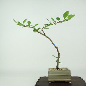 ~ ~ ~  18cm 傤΂ Chaenomeles japonica 'Chojubai' `EWoC  o {P t Ϗܗp i i