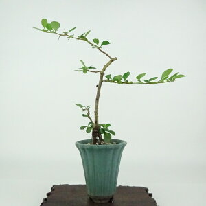 ~ ~ ~  17cm 傤΂ Chaenomeles japonica 'Chojubai' `EWoC   o {P t Ϗܗp i i