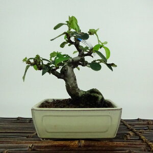 ~ ԗ  13cm  Pseudocydonia sinensis J o t Ϗܗp i i 