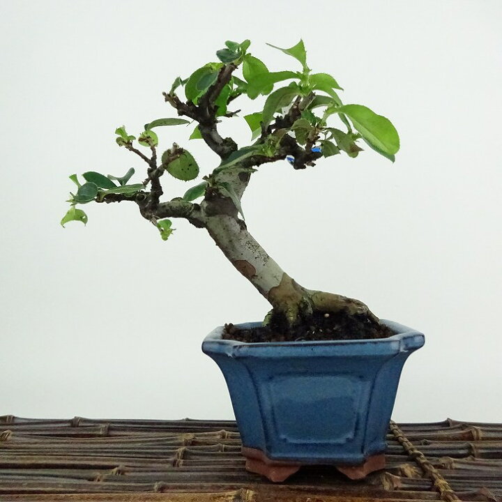 楽天市場】盆栽 花梨 樹高 約15cm かりん Pseudocydonia sinensis 