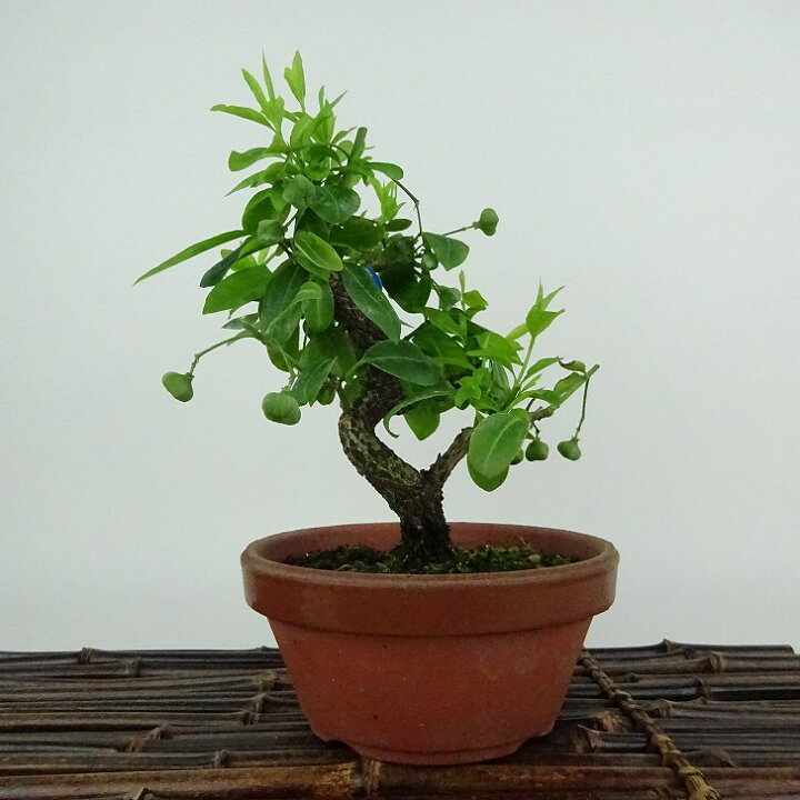 楽天市場】盆栽 真弓 樹高 約16cm まゆみ Euonymus sieboldianus 