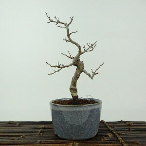 ~ l  15cm 킵 Carpinus turczaninovii CVf JomL t Ϗܗp i i 