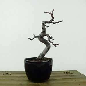 ~ ԗ  13cm  Pseudocydonia sinensis J  o t Ϗܗp i i 