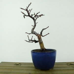 ~ ԗ  14cm  Pseudocydonia sinensis J  o t Ϗܗp i i 