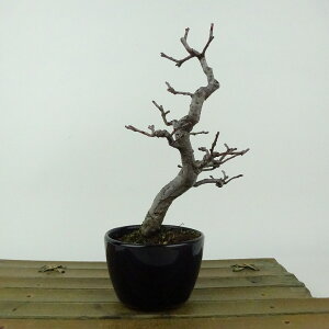 ~ ԗ  15cm  Pseudocydonia sinensis J  o t Ϗܗp i i 