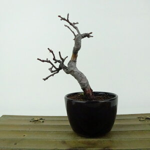 ~ ԗ  13cm  Pseudocydonia sinensis J  o t Ϗܗp i i 