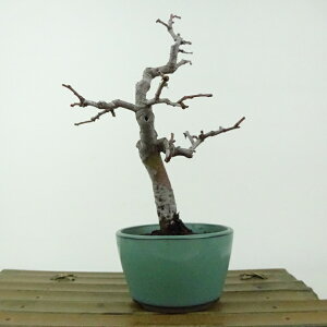 ~ ԗ  18cm  Pseudocydonia sinensis J  o t Ϗܗp i i 