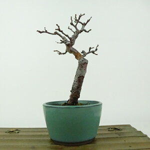 ~ ԗ  15cm  Pseudocydonia sinensis J  o t Ϗܗp i i 