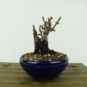 ~ ~ ~  10cm  Prunus mume E Ԕ~  d oC mE V o t Ϗܗp i i 