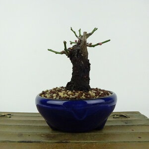 ~ ~ ~  10cm  Prunus mume E Ԕ~  d oC mE V o t Ϗܗp i i 