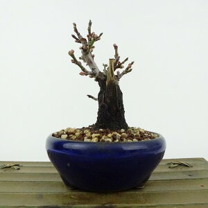 ~ ~ ~  10cm  Prunus mume E Ԕ~  d oC mE V o t Ϗܗp i i 