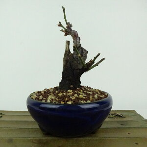 ~ ~ ~  11cm  Prunus mume E Ԕ~  d oC mE V o t Ϗܗp i i 