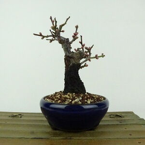 ~ ~ ~  14cm  Prunus mume E Ԕ~  d oC mE o t Ϗܗp i i 
