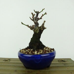 ~ ~ ~  12cm  Prunus mume E Ԕ~  d oC mE V o t Ϗܗp i i 