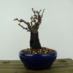 ~ ~ ~  13cm  Prunus mume E Ԕ~  d oC mE V o t Ϗܗp i i 