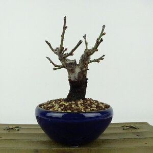 ~ ~ ~  11cm  Prunus mume E Ԕ~  d oC mE V o t Ϗܗp i i 