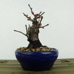 ~ ~ ~  12cm  Prunus mume E Ԕ~  d oC mE V o t Ϗܗp i i 