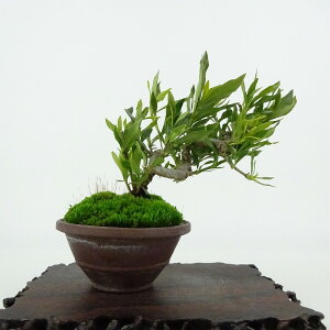 ~ q _  9cm Ȃ Gardenia jasminoides N`iV AJl N`iV Ύ Ϗܗp i i 