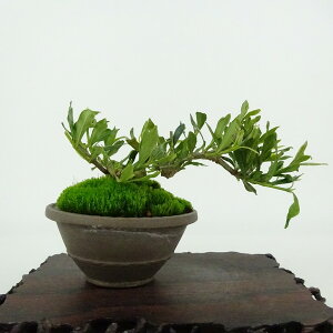 ~ q _  6cm Ȃ Gardenia jasminoides N`iV AJl N`iV Ύ Ϗܗp i i 