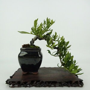~ q _  ㉺ 14cm Ȃ Gardenia jasminoides N`iV AJl N`iV Ύ Ϗܗp i i 
