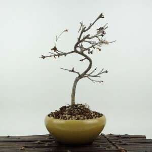 盆栽 桜 信濃桜 樹高 約18cm さくら サクラ バラ科 落葉樹 観賞用 小品 現品 送料無料