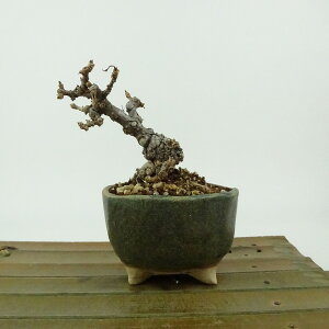 ~ Ћ  8cm ̂肤 Hydrangea paniculata mEcM AWTC AWTC t Ϗܗp i i 