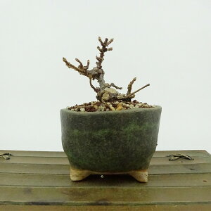 ~ Ћ  7cm ̂肤 Hydrangea paniculata mEcM AWTC AWTC t Ϗܗp i i 