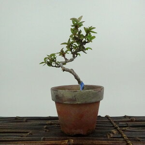~ sJT  14cm Pyracantha o Ύ Ϗܗp i i