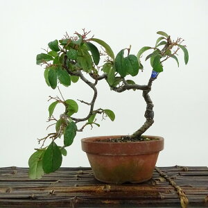 ~ RglAX^[  ㉺ 18cm Cotoneaster o RglAX^[ ΁` Ϗܗp i i 