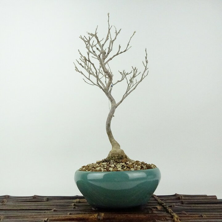 楽天市場】盆栽 姫沙羅 樹高 約26cm ひめしゃら Stewartia monadelpha 