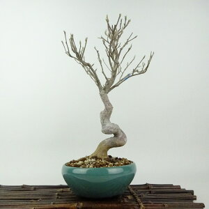 ~ P  27cm Ђ߂ Stewartia monadelpha qV coL iccoL t Ϗܗp i