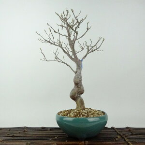 ~ P  28cm Ђ߂ Stewartia monadelpha qV coL iccoL t Ϗܗp i