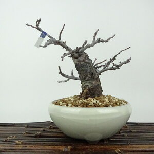 ~ ~ ~  14cm 傤΂ Chaenomeles japonica 'Chojubai' `EWoC 2 2 o {P t Ϗܗp i i 