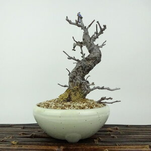~ ~ ~  18cm 傤΂ Chaenomeles japonica 'Chojubai' `EWoC 2 2 o {P t Ϗܗp i i
