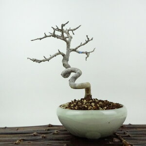 ~ _  18cm  Malus toringo Y~ o t Ϗܗp i i 