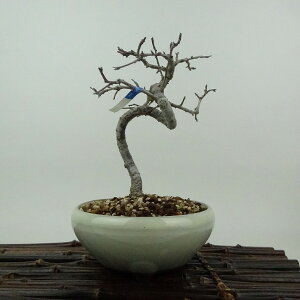 ~ _  16cm  Malus toringo Y~ o t Ϗܗp i i 