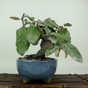 ~   13cm 񂮂 Elaeagnus JO~ O~ Ύ Ϗܗp i i 
