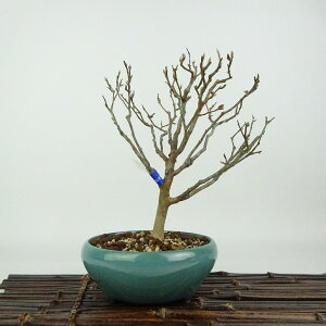 ~ P  18cm Ђ߂ Stewartia monadelpha qV coL iccoL t Ϗܗp i i 