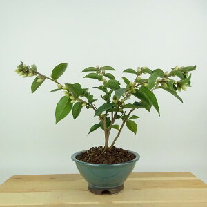 ~  |bvR[  18cm ΂ Camellia japonica coL   d ɏ coL Ύ Ϗܗp i i 