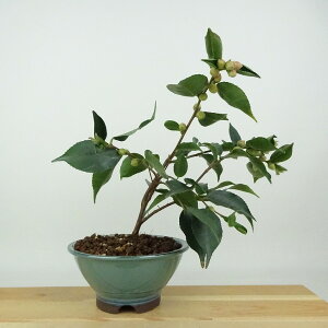 ~  [K[x  18cm ΂ Camellia japonica coL ɒW sN d ɏ coL Ύ Ϗܗp i i 