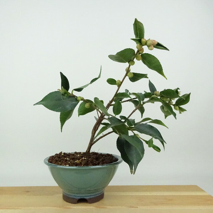 楽天市場】盆栽 椿 ワーリンガーベル 樹高 約18cm つばき Camellia 