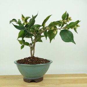 ~  [K[x  18cm ΂ Camellia japonica coL ɒW sN d ɏ coL Ύ Ϗܗp i i 