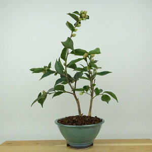 ~  [K[x  27cm ΂ Camellia japonica coL ɒW sN d ɏ coL Ύ Ϗܗp i 